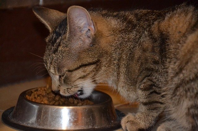 A macskák 3 hónapos kor után már képesek száraztápot enni