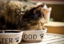 Minden, amit a macska táplálkozásáról tudni érdemes