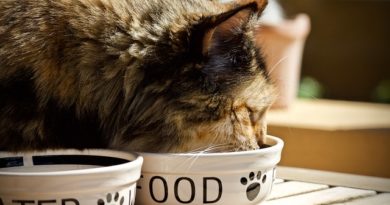 Macska vitaminok és étrendkiegészítők