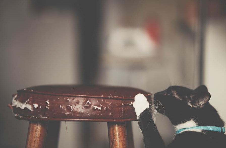 A lakásban tartott macska a bútorokon élesíti a karmát, ha nincs kaparófa