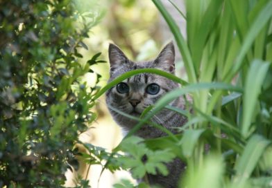 Így tarthatod távol a macskát a kerttől növények segítségével!