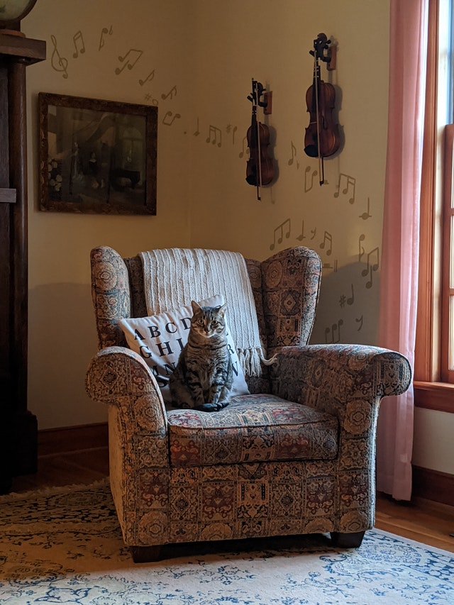 Kövér cica ücsörög a fotelban