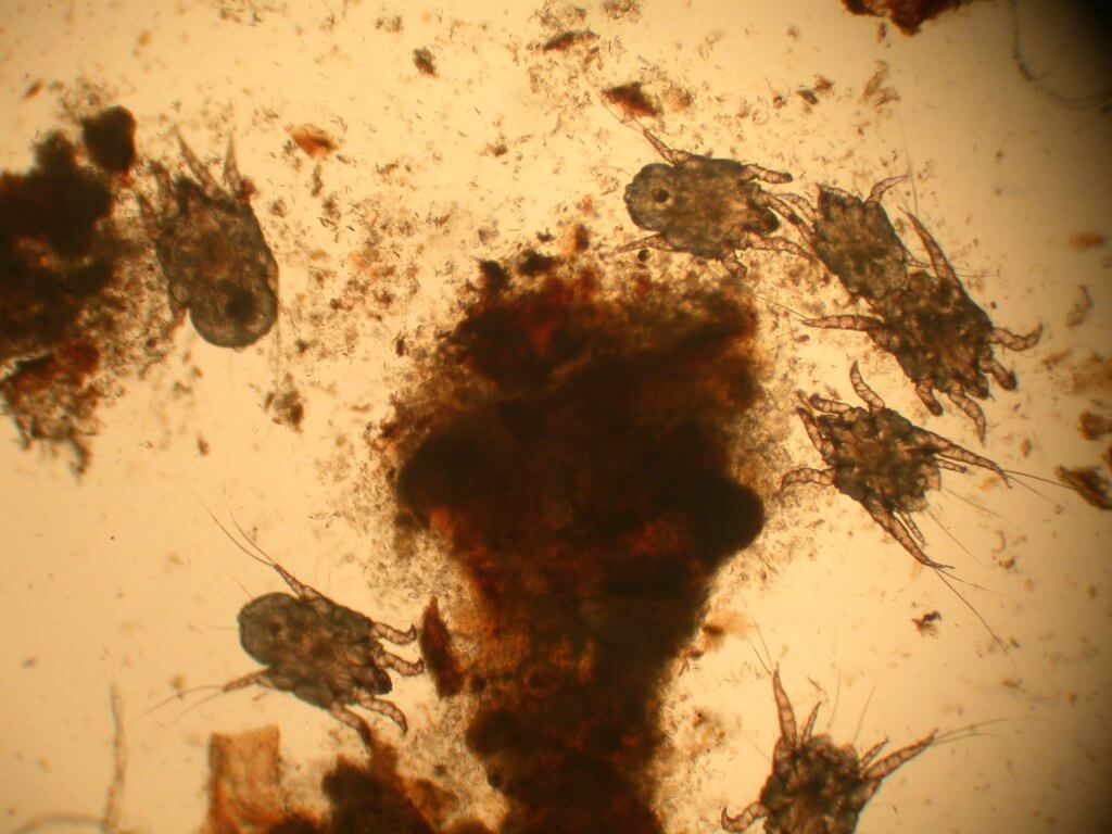 Otodectes cynotis, vagyis macska fülatka a mikroszkóp alatt