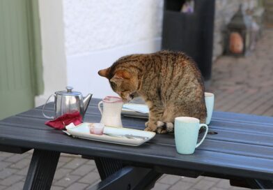 Hogyan szoktasd le a macskát az asztalra ugrálásról?