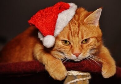 Hogy védd meg a karácsonyfát a macskától?