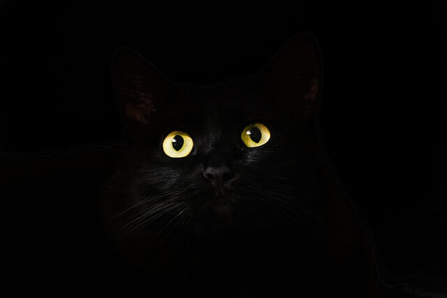 A macskák szeme világít a sötétben