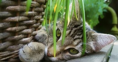 Macskákra mérgező szobanövények – ezt kell tudnod!