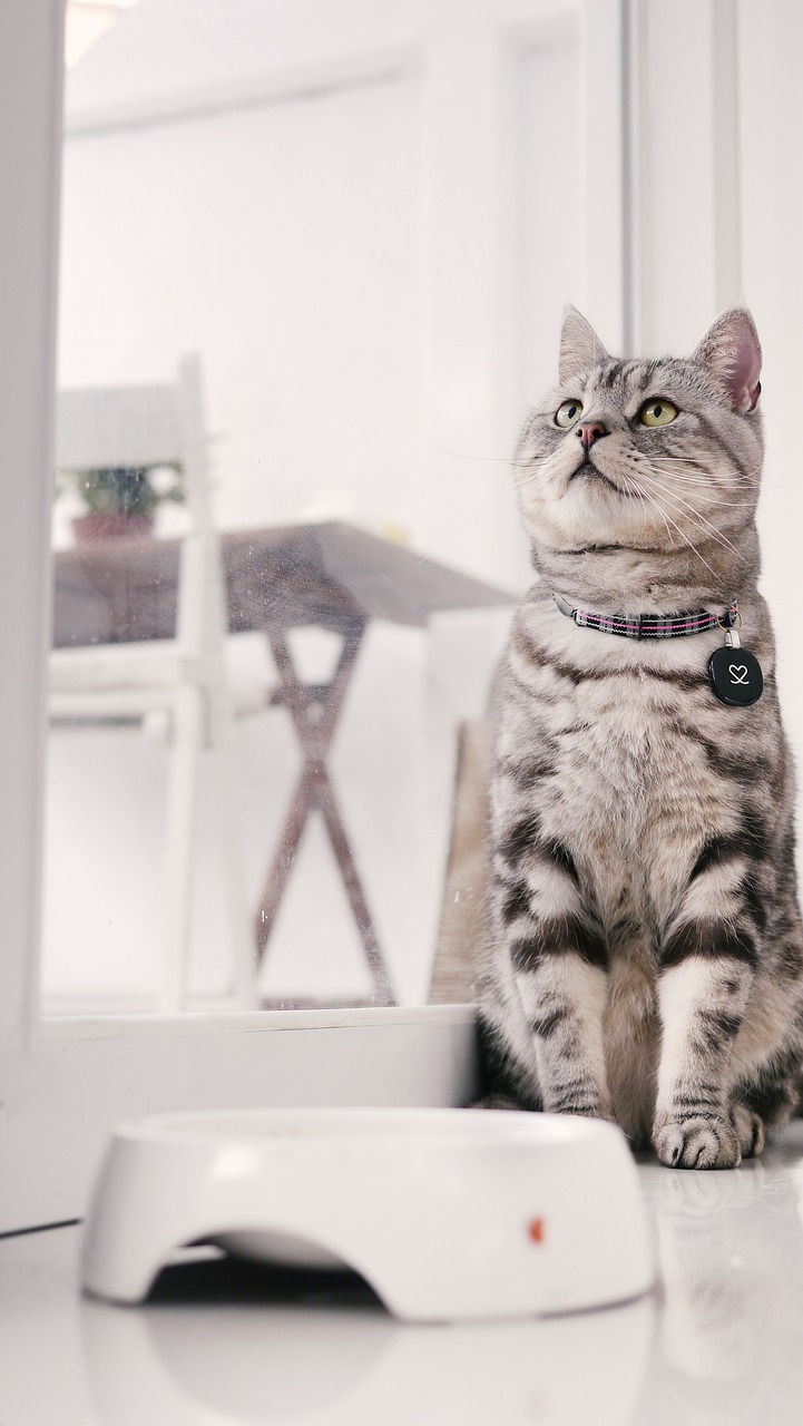 Amerikai rövidszőrű macska táplálkozási tudnivalók