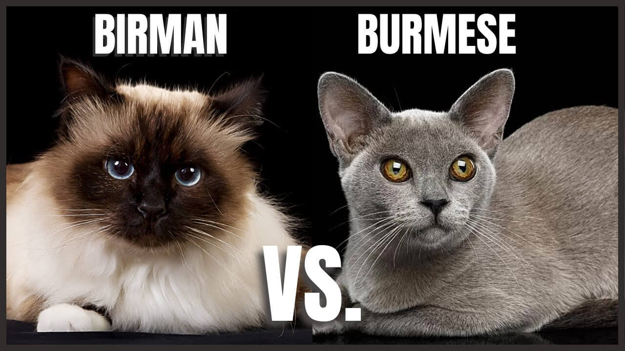 Birman és burmai macska közti különbség