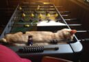 A fura helyeken alvó macskák