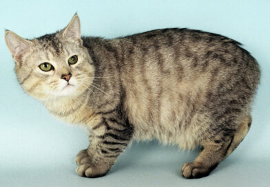 Man-szigeti macska fajtabemutató