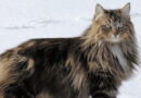 Norvég erdei macska fajtabemutató