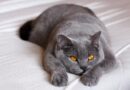 Brit rövidszőrű macska fajtabemutató