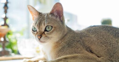 Szingapúri macska fajtabemutató