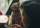 Macskák és a viharok – miért bújnak el, és hogyan segíts nekik átvészelni a zivatart?