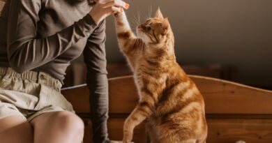 Bőrápolás macskatulajdonosoknak – hogyan védd meg a bőröd a szőrtől és az allergénektől?