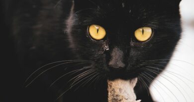 Mérgezett egeret evett a macska, mit tegyek?