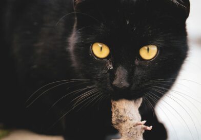 Mérgezett egeret evett a macska, mit tegyek?