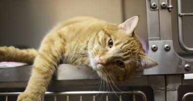 Macska hányás – mikor normális és mikor kell orvoshoz menni?