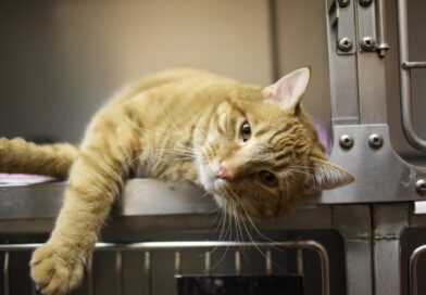 Macska hányás – mikor normális és mikor kell orvoshoz menni?