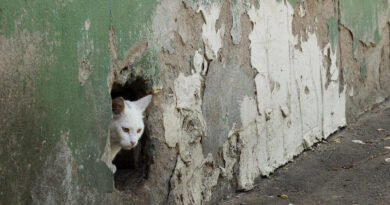 Hogy tud a macska szűk helyeken is átbújni?
