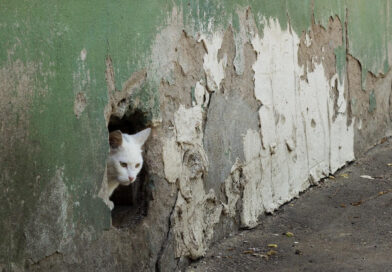 Hogy tud a macska szűk helyeken is átbújni?
